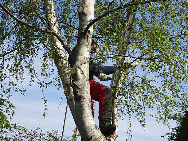 Best Root Management and Removal  in Soh Willard, UT